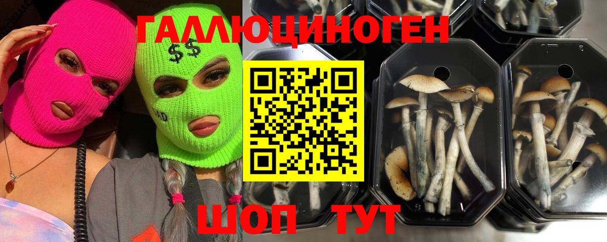Галлюциногенные грибы MAGIC MUSHROOMS  Псилоцибиновые грибы Cubensis  Карасук 